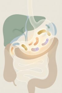 What "Poor Gut Health" Actually Means