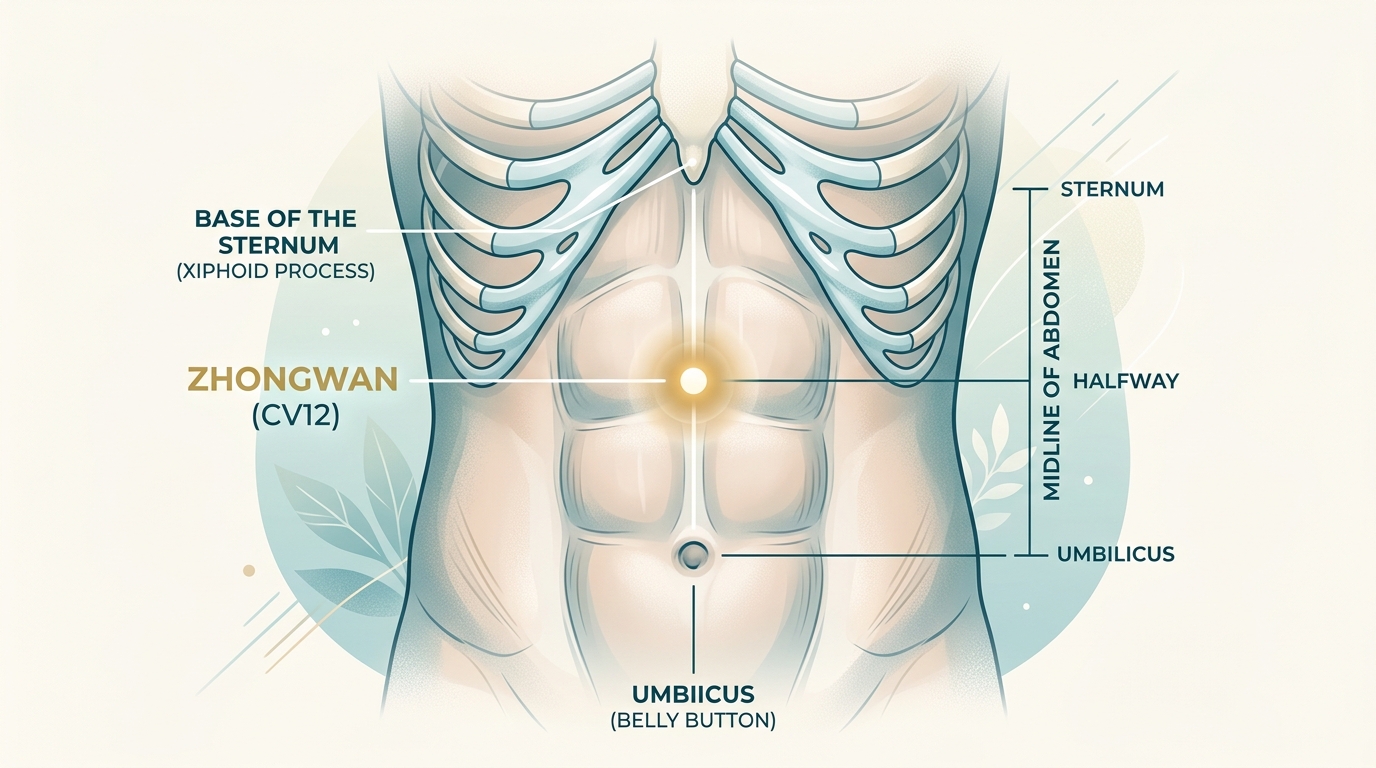 Illustration showing the approximate location of Zhongwan CV12 on the upper abdomen.